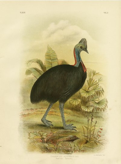 Australische Kasuaris of Zuidelijke Kasuaris, 1891 door Gracius Broinowski